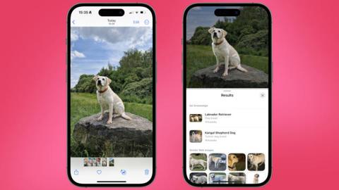 من iPhoneIslam.com، بحث أفضل: جهازي iPhone يعرضان صورة كلب.